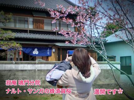 ナルト・サンガの蜂須賀桜、満開...