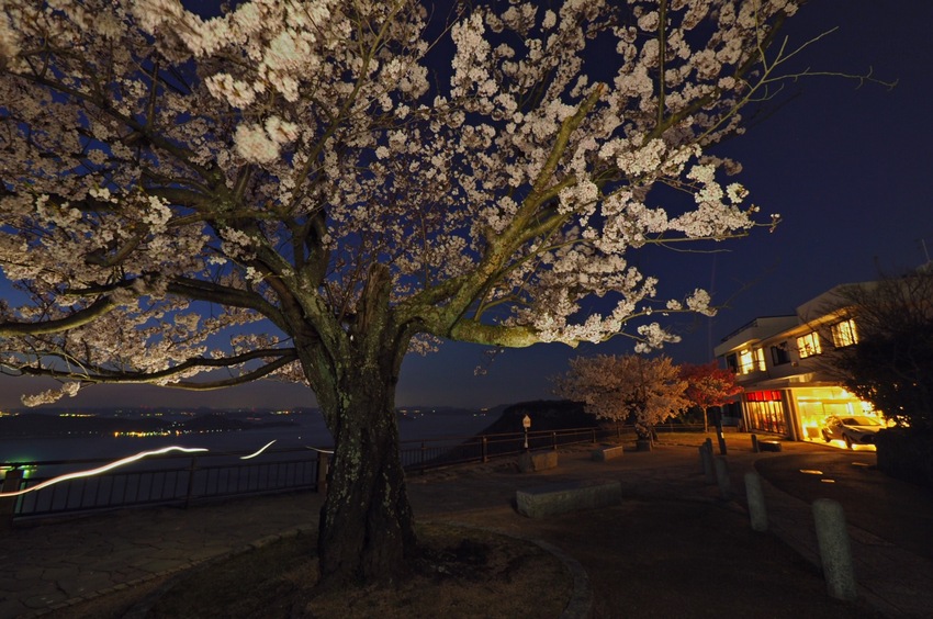 屋島山上の夜桜