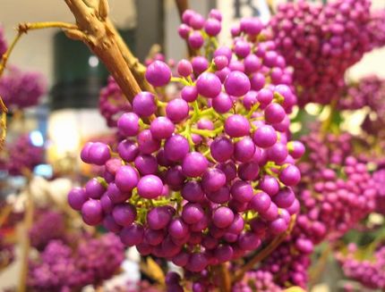 ファルコン植物記（１３５８）紫...