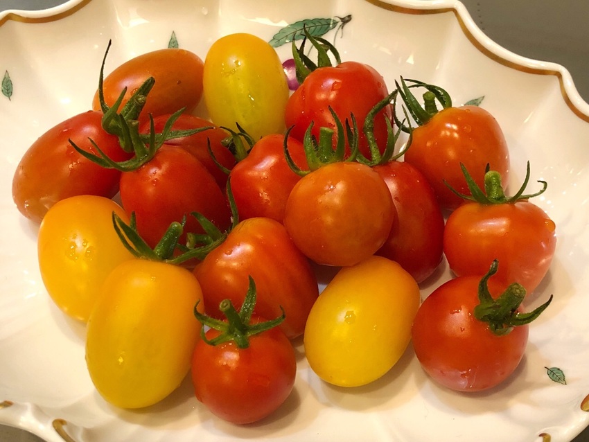 今日採れた トマトたちです！...