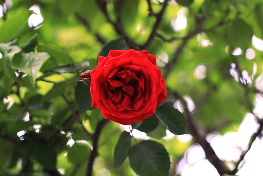 真紅のバラは情熱的ですね。...