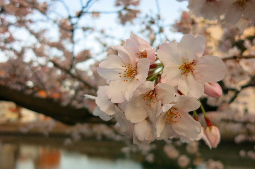 2017.4.7 大岡川の桜
