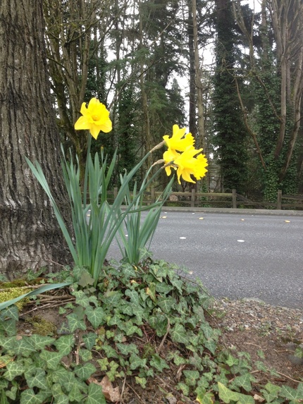 Daffodil - スイセン