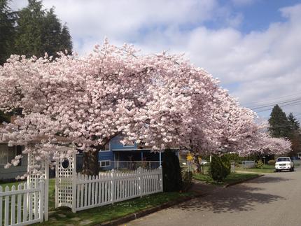 近所に咲くソメイヨシノです。