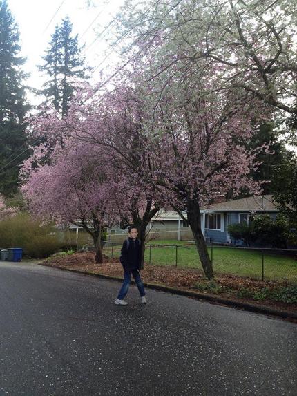 通学路にある桜は三部咲きといっ...