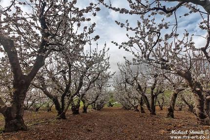 ゴラン高原の桜も満開