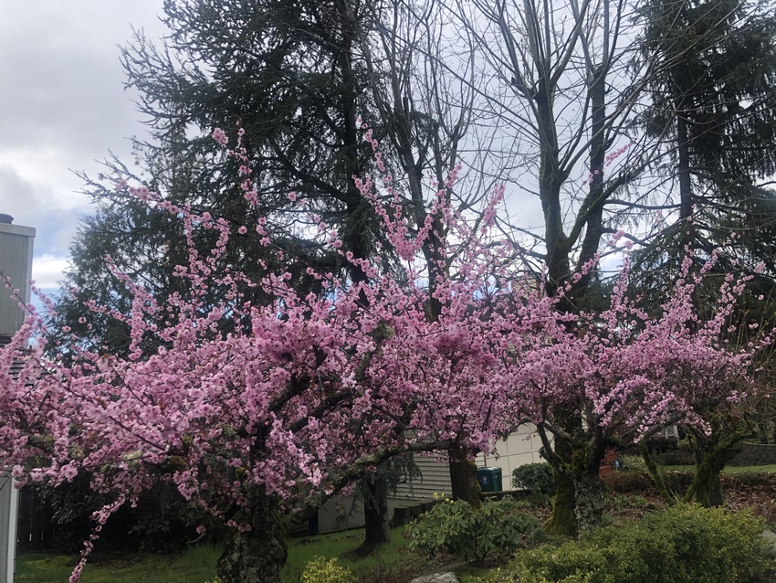 細川ガラシャ夫人と桜