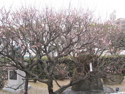 梅の名は「紅冬至」