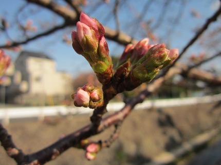 神戸　石屋川の桜の蕾
