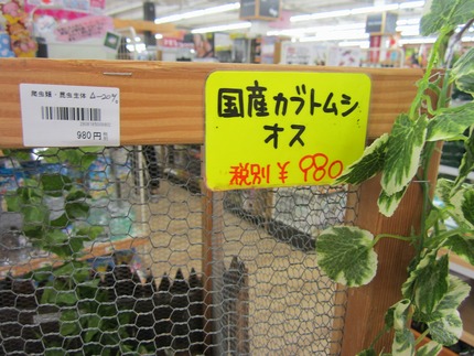 カブト虫オス　980円