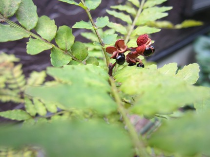 山椒の種