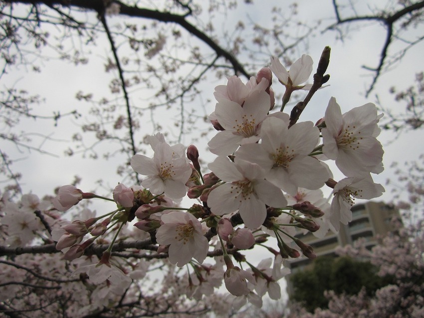 近頃のお花見は