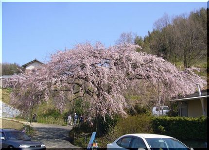 堀池の枝垂れ桜