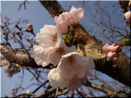 桜の開花宣言　　　W221