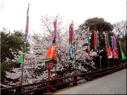 桜満開、歌舞伎日和