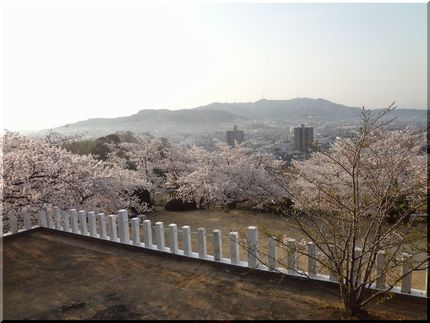 円応教の桜　　　W224