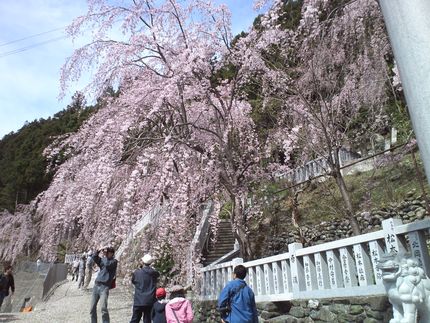 垂れ桜