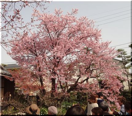 満開の蜂須賀桜です