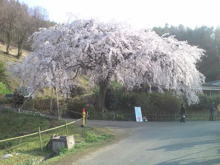 堀池の垂れ桜、満開