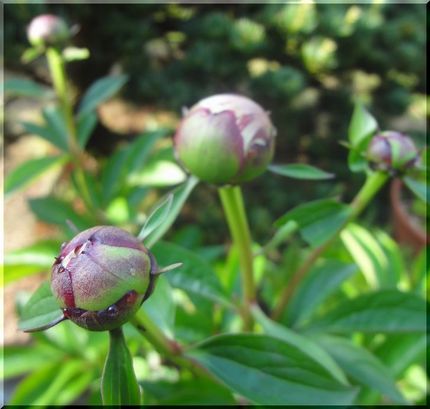 芍薬の蕾、何時咲くかな？