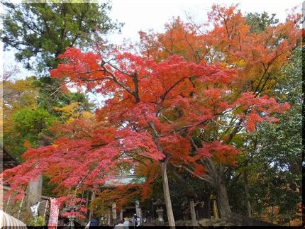 紅葉