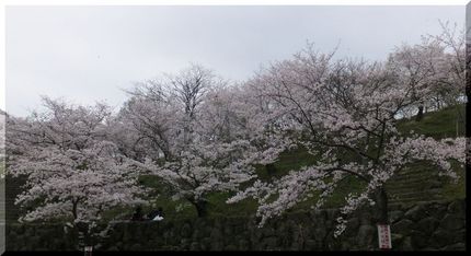 朝日山森林公園の素晴らしい桜を...
