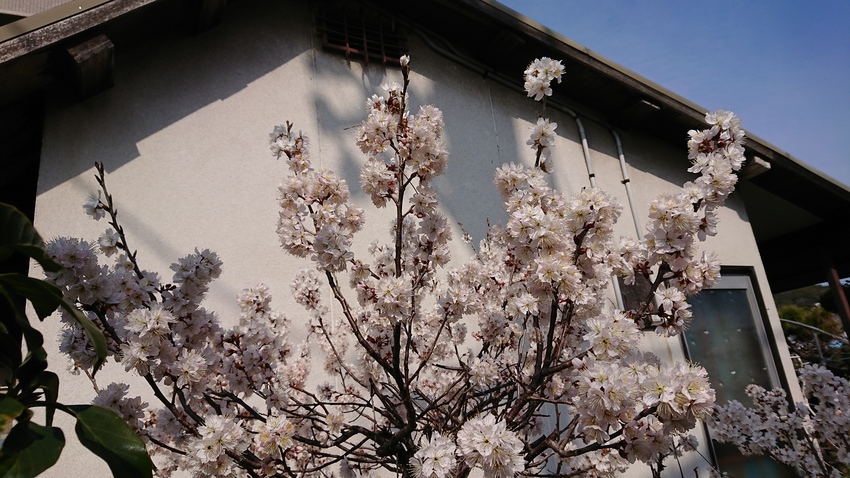 今年もご近所で一番の桜、支那の...