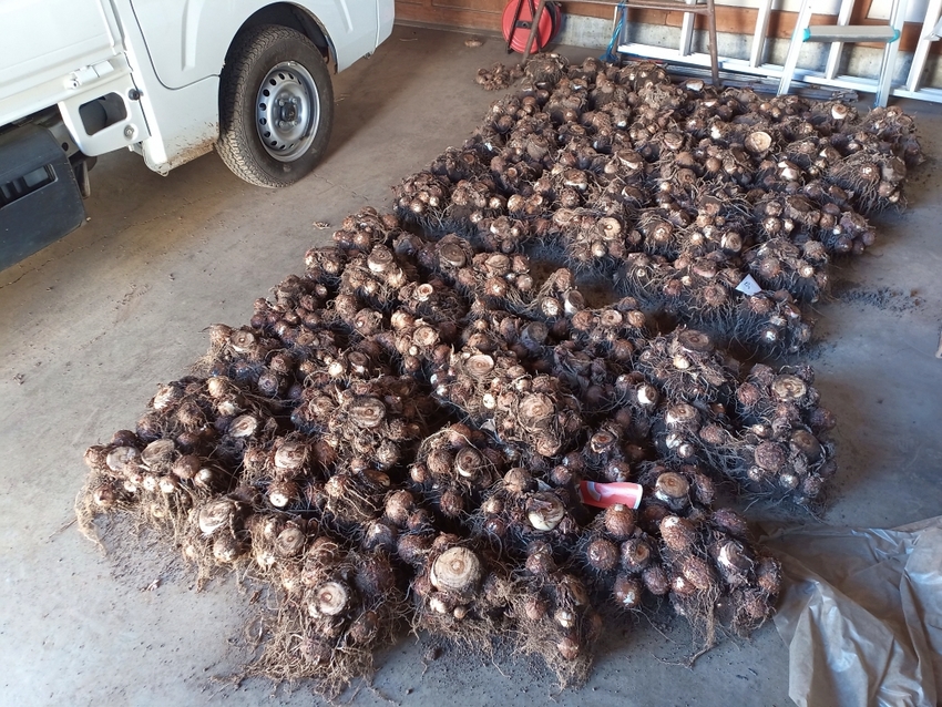 180株の里芋の種芋を準備