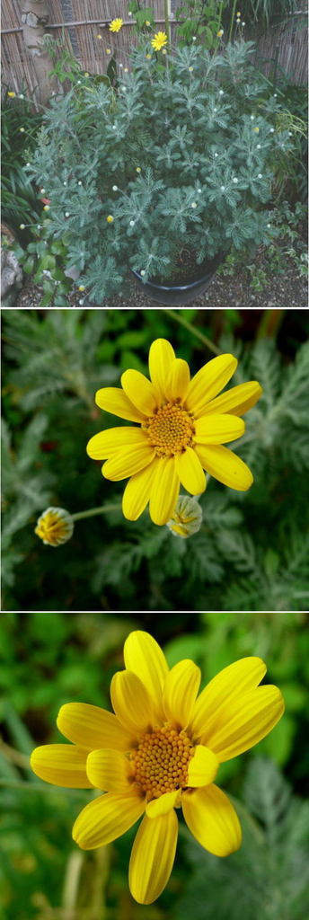 ユリオプステージの花