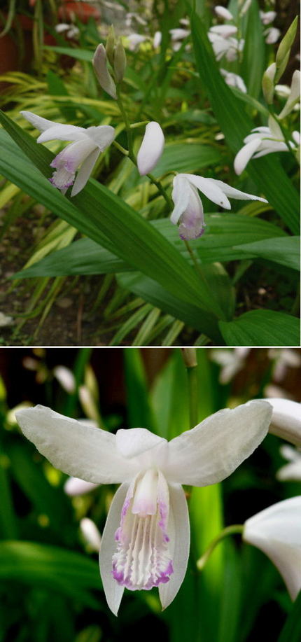 白花シランの花