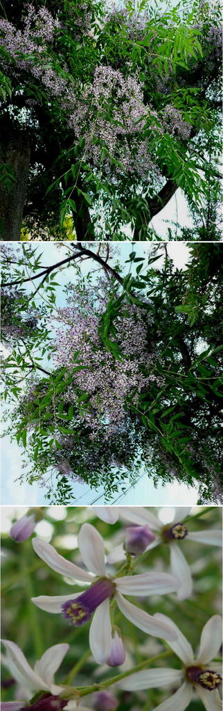 薄紫のセンダン（栴檀）の花