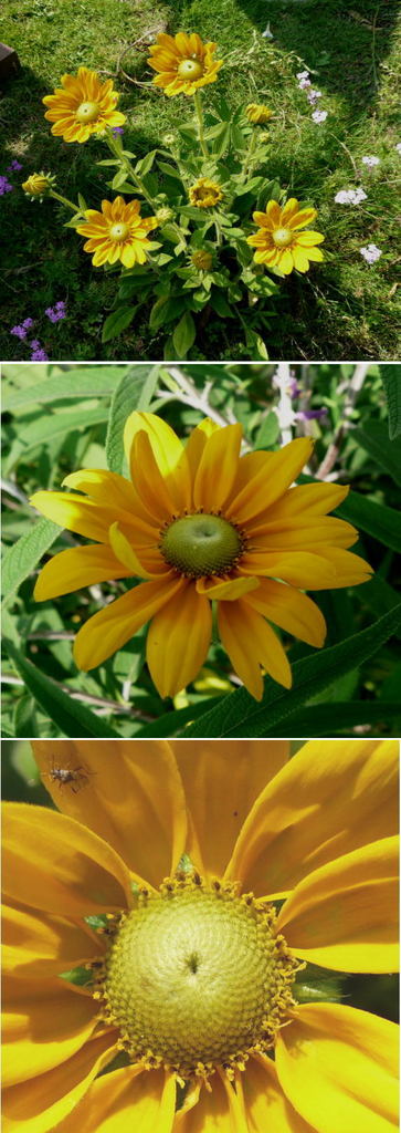 ルドネキアの黄色い花