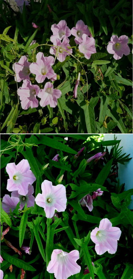 コヒルガオ（小昼顔）の花