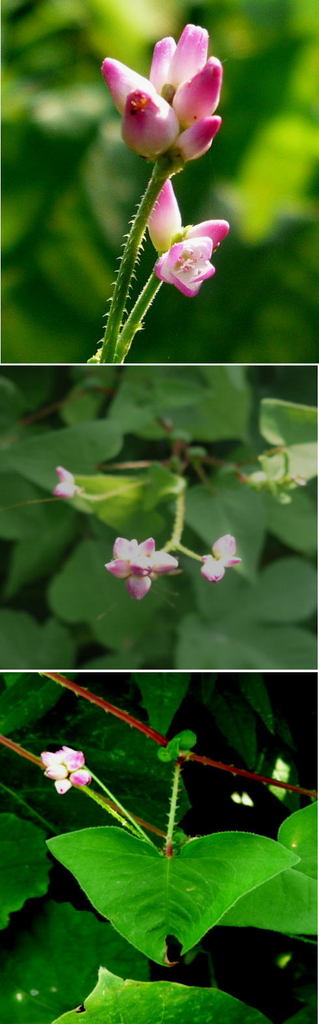 不明の花、継子の尻拭「ママコノ...