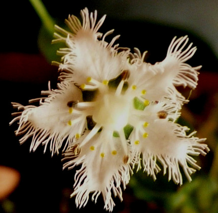 シラヒゲソウ(白鬚草)の花