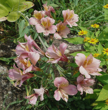 アルストロメリアの花