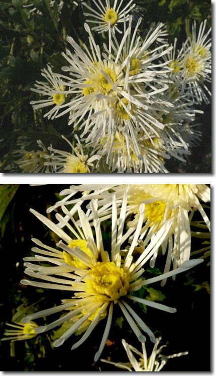 サガギク （嵯峨菊）の花