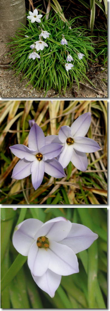 薄紫したハナニラ（花韮）の花