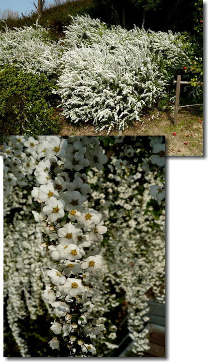 純白の花　『ユキヤナギ』