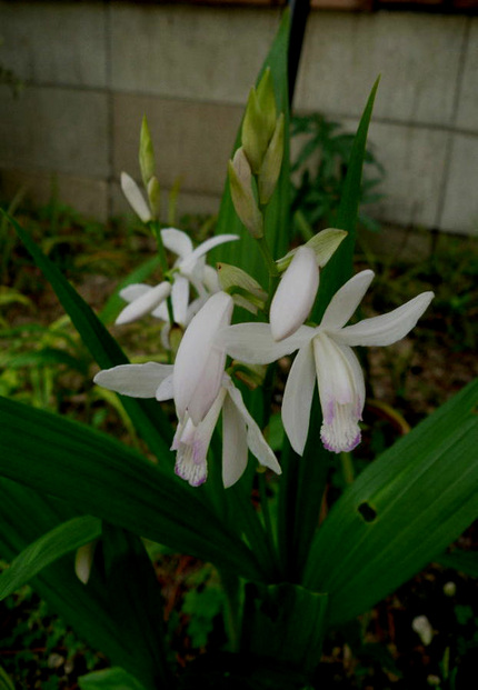 白い素敵なシランの花