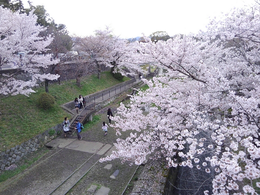 京都で花見