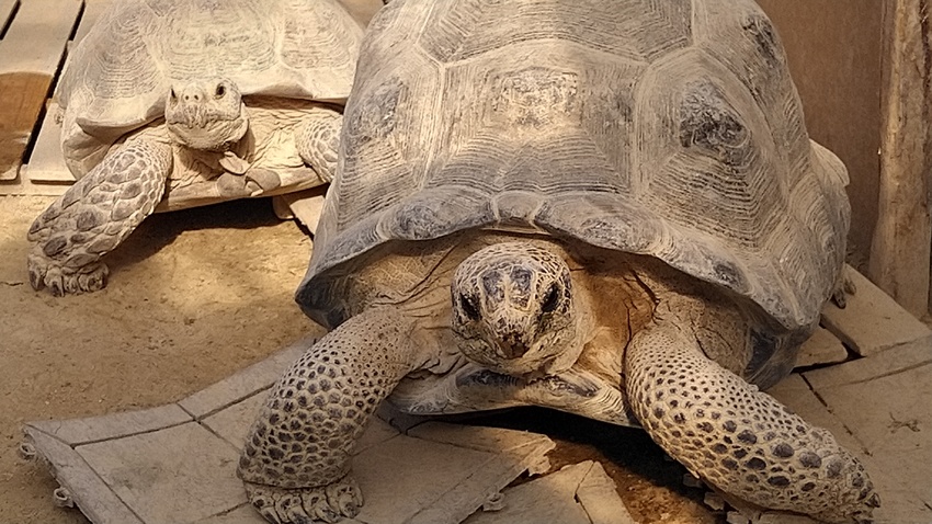 上田市の友人は、陸ガメ四匹飼っ...