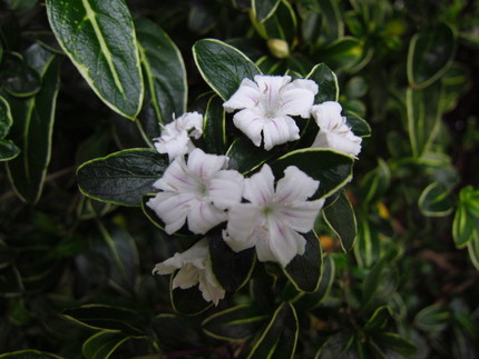 白丁花（ハクチョウゲ）アカネ科