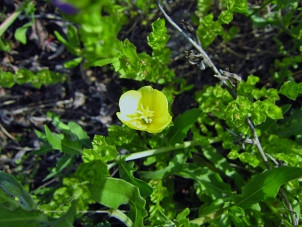 【黄】小さいから小待宵草（コマ...