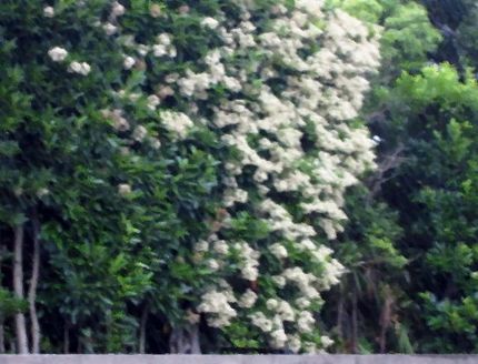 【白】白い珊瑚樹