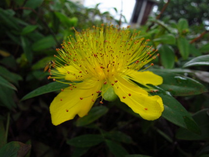 【黄】ヒペリカムの花たち～西洋...