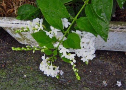 花言葉「歓迎」