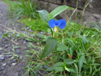 【青】しっとりとした露草