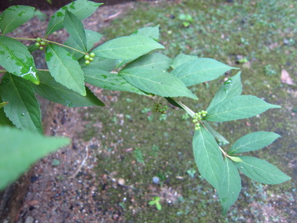 【紫】【緑】花とともに小紫の緑...