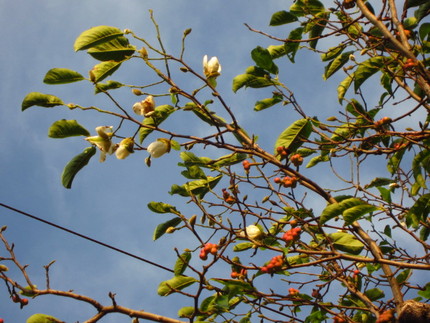 【紅】【白】返り咲く辛夷の花と...